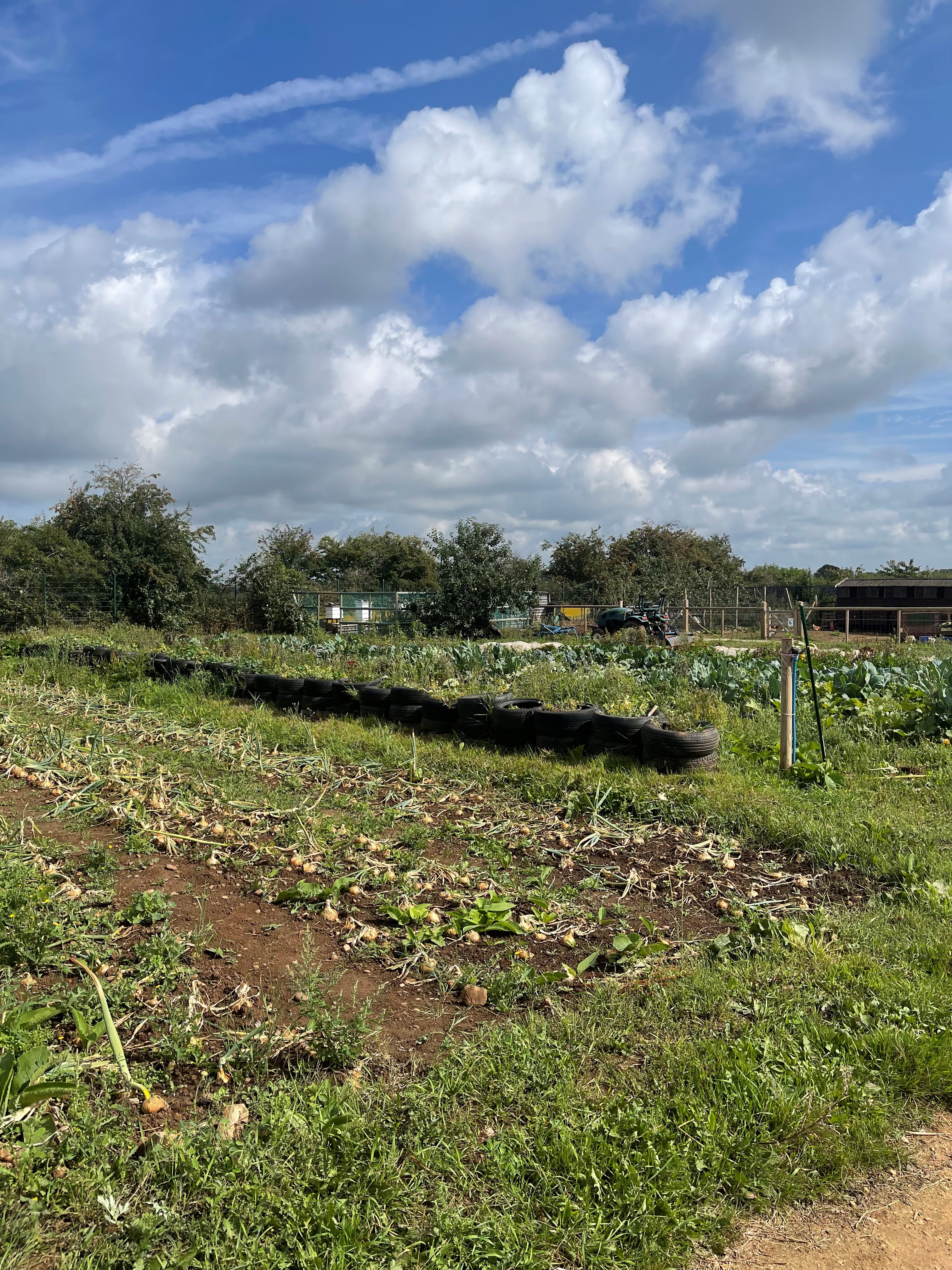 Rhubarb 8.jpg (4.16 MB)